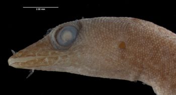 Media type: image;   Herpetology R-6223